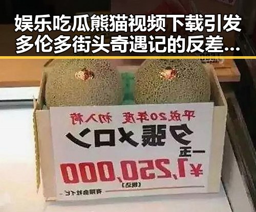 娱乐吃瓜熊猫视频下载引发多伦多街头奇遇记的反差趣味